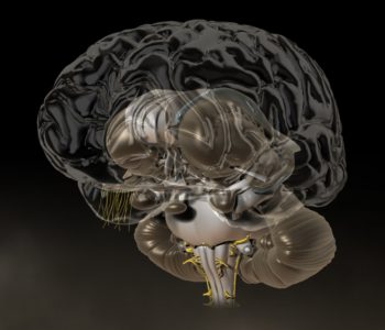 3D-Animation | Gehirn