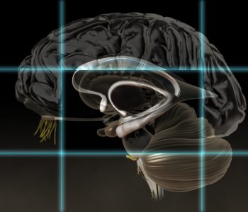 3D-Animation | Gehirn