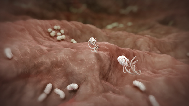 3D-Animationsfilm | Bakterien