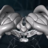 3D-Animation | Gehirn, Diencephalon